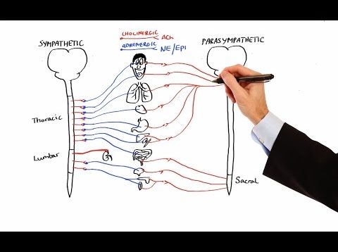Pharmacology – AUTONOMIC NERVOUS SYSTEM (MADE EASY)