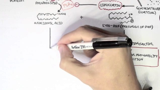 Pharmacology – Glucocorticoids