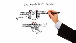 Pharmacology – PHARMACODYNAMICS (MADE EASY)