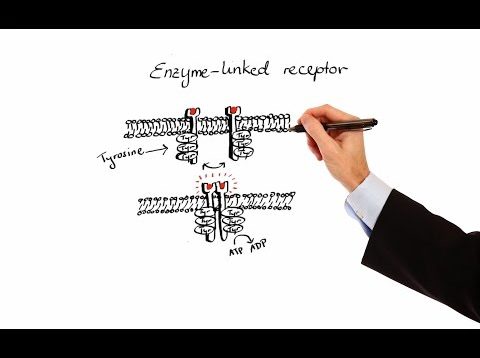 Pharmacology – PHARMACODYNAMICS (MADE EASY)