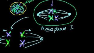 Phases of Meiosis