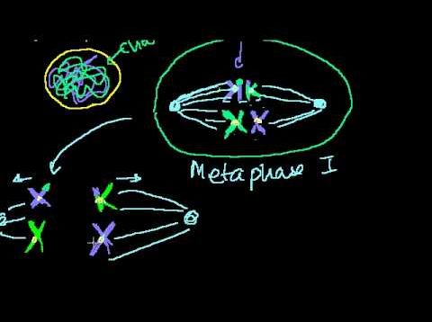 Phases of Meiosis