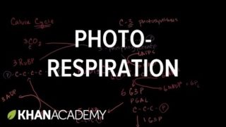 Photorespiration