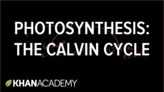 Photosynthesis:  Calvin Cycle