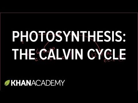 Photosynthesis:  Calvin Cycle