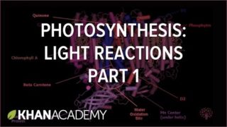 Photosynthesis: Light Reactions 1