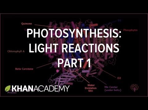 Photosynthesis: Light Reactions 1