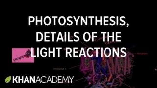 Photosynthesis:  Light Reactions and Photophosphorylation