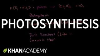 Photosynthesis