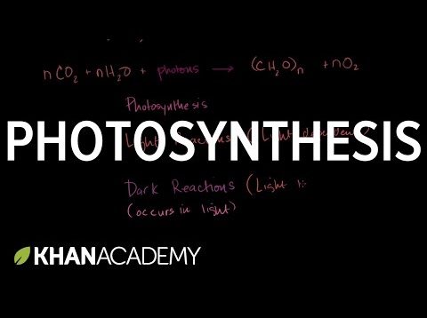 Photosynthesis