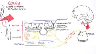 Physiology of Coughing
