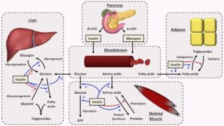 Physiology of Insulin and Glucagon