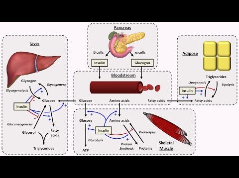 Physiology of Insulin and Glucagon