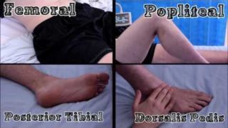 Pulses of the Lower Limb Pulses of the Lower Limb