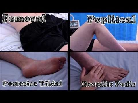 Pulses of the Lower Limb