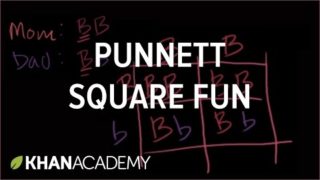 Punnett Square
