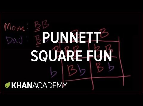 Punnett Square