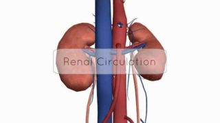 Renal Circulation/Blood Supply – Anatomy Tutorial
