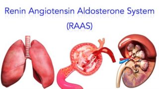 Renin Angiotensin Aldosterone System RAAS Video tutorial