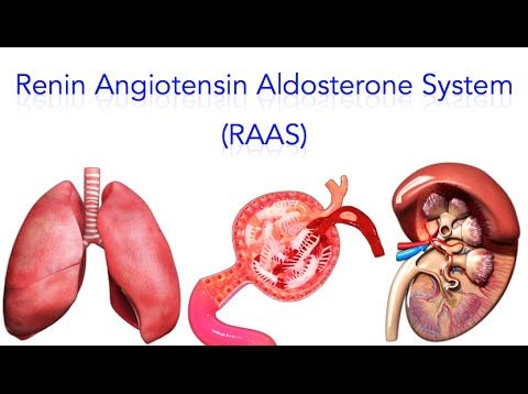 Renin Angiotensin Aldosterone System RAAS Video tutorial