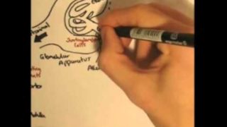 Renin-Angiotensin System (Renin,Prorenin)