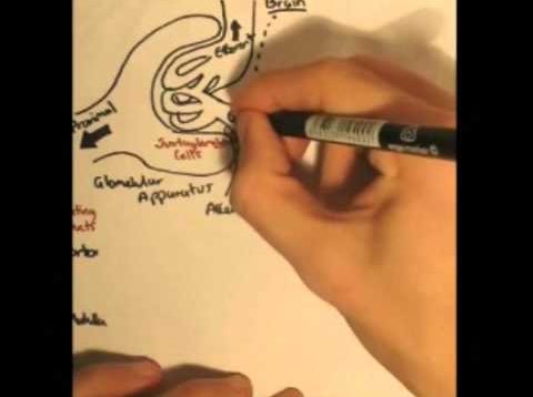 Renin-Angiotensin System (Renin,Prorenin)