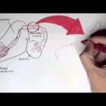 Reproductive System - Overview
