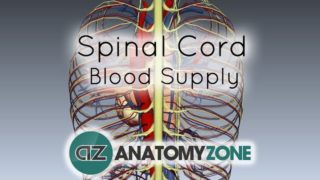 Spinal Cord Anatomy – Blood Supply – 3D Anatomy Tutorial
