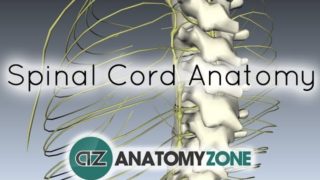 Spinal Cord – External Anatomy – 3D Anatomy Tutorial