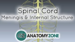 Spinal Cord – Meninges and Internal Structure – Anatomy Tutorial