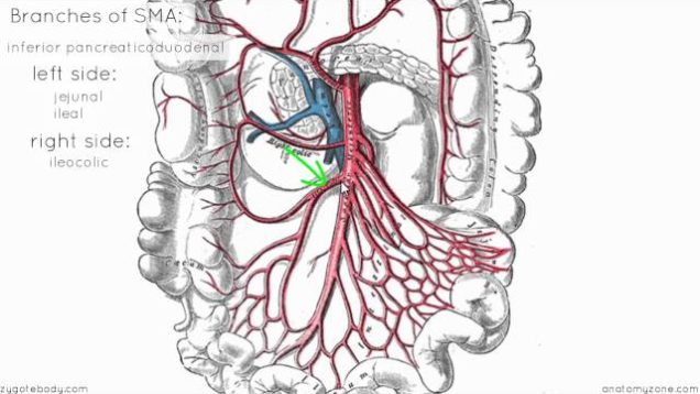 Superior Mesenteric Artery – Anatomy Tutorial