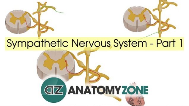 Sympathetic Nervous System Anatomy – Part 1