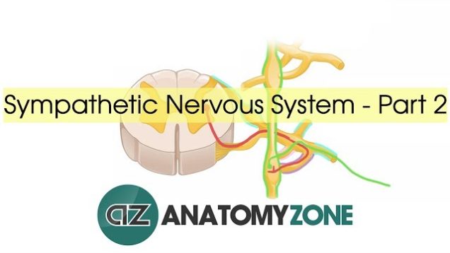 Sympathetic Nervous System Anatomy – Part 2