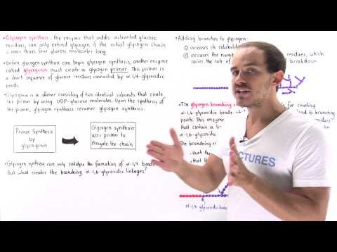 Synthesis of Glycogen