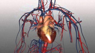 The Heart and Major Vessels – PART 1 – Anatomy Tutorial