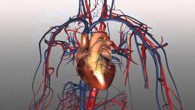 The Heart and Major Vessels – PART 1 – Anatomy Tutorial