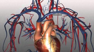 The Heart and Major Vessels – PART 2 – Anatomy Tutorial