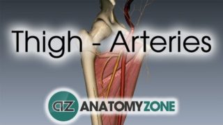 Thigh Arteries – 3D Anatomy Tutorial