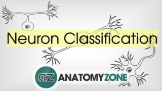 Types of Neurons by Structure – Neuroanatomy Basics – Anatomy Tutorial