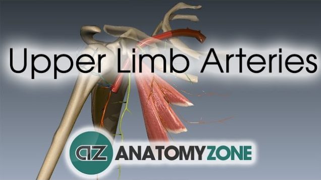 Upper Limb Arteries – Arm and Forearm – 3D Anatomy Tutorial