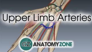 Upper Limb Arteries – Hand and Wrist – 3D Anatomy Tutorial