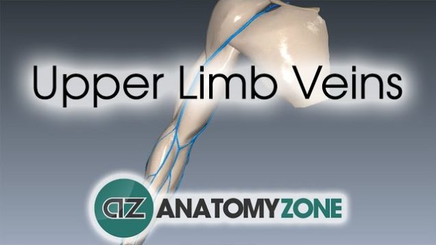 Upper Limb Veins – 3D Anatomy Tutorial
