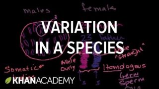 Variation in a Species