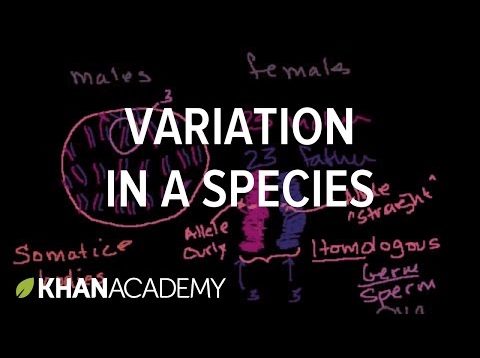Variation in a Species