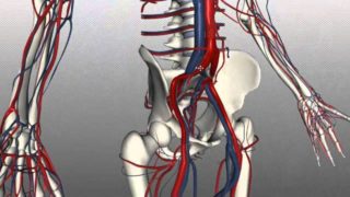 Veins of the body – PART 2 – Anatomy Tutorial