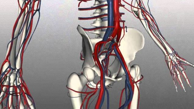 Veins of the body – PART 2 – Anatomy Tutorial