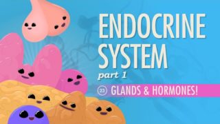 Endocrine System, part 1 – Glands & Hormones: Crash Course A&P #23