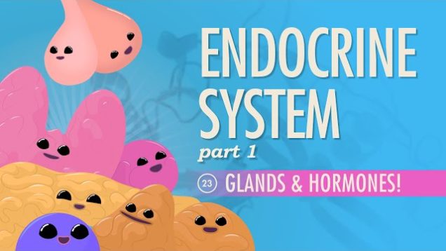 Endocrine System, part 1 – Glands & Hormones: Crash Course A&P #23