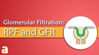 Glomerular Filtration: Renal Plasma Flow and Glomerular Filtration Rate (RPF & GFR)
