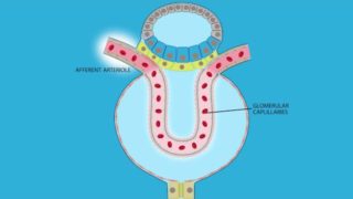 Glomerular Filtration: Role of Afferent and Efferent Resistance on GFR